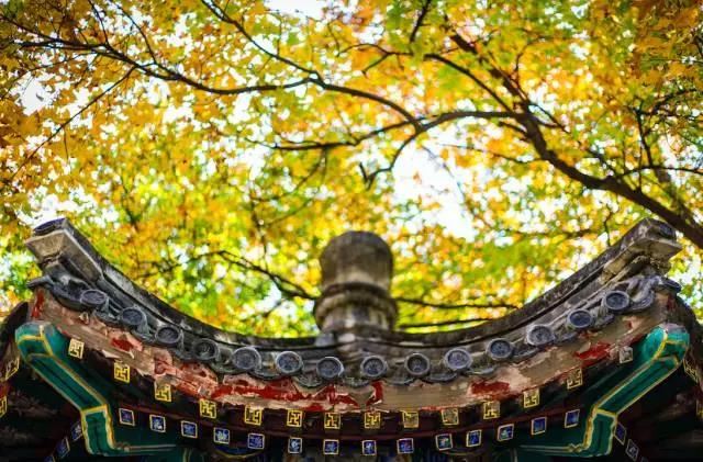 太阳星座落在处女座代表什么