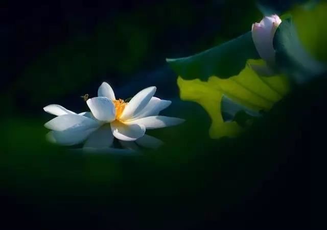2024年不同属相的桃花方位，生肖牛的桃花运好不好
