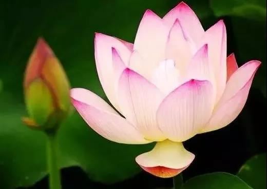 1966年属蛇是什么命好不好