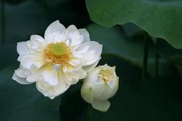 已婚女人桃花旺 千万要记得预防烂桃花
