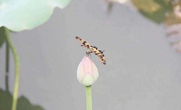 风水择吉日吉时查询好日子